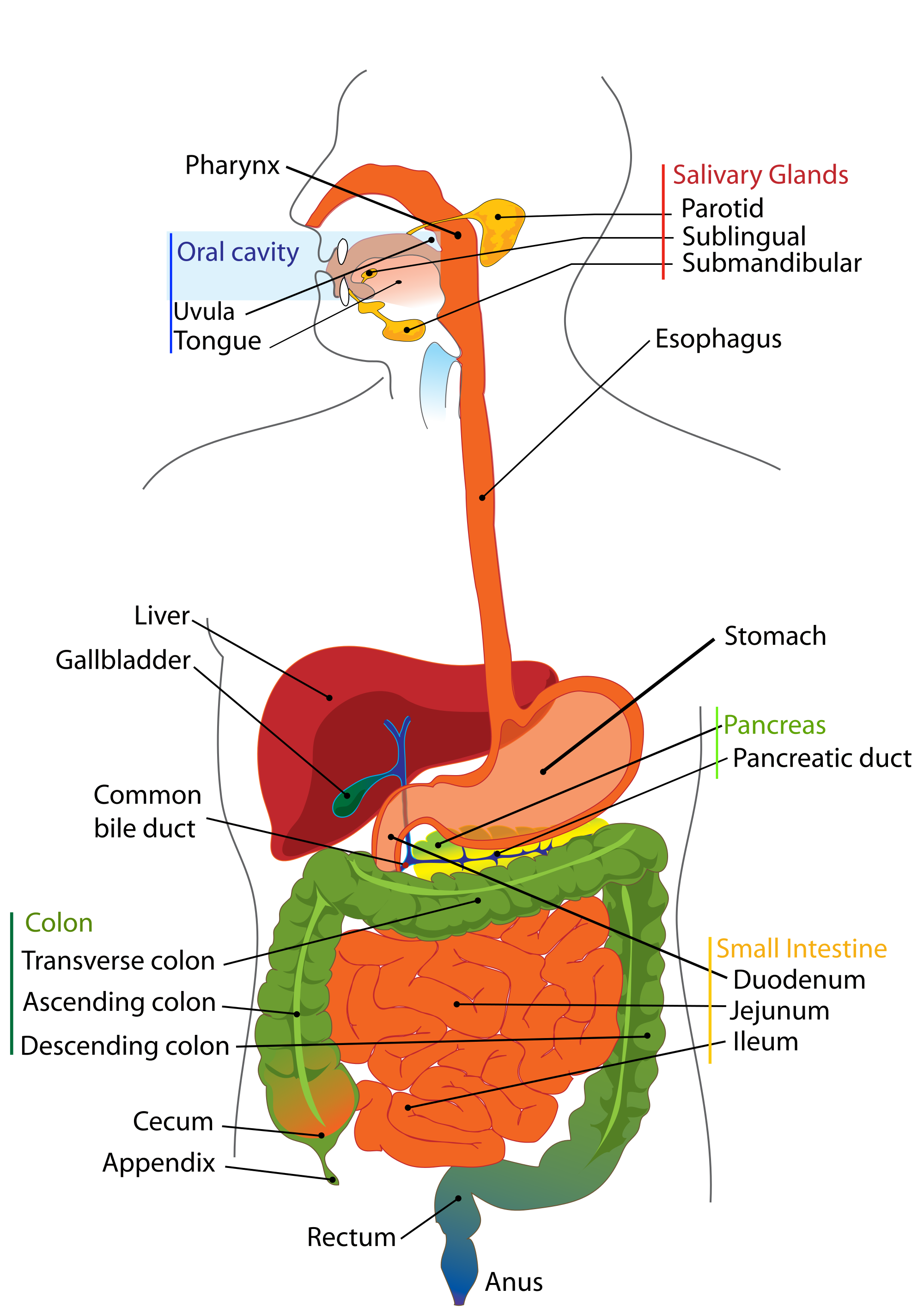 Human Digestive System And Digestion Of Carbohydrates