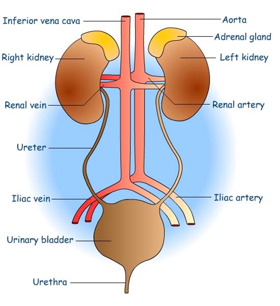 Image result for excretory system diagram