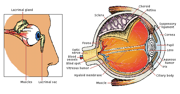 structure of human eye
